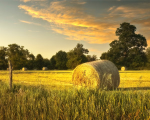 Midwest Summer