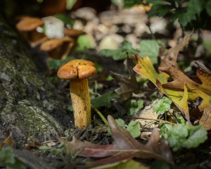 Mushroom 1
