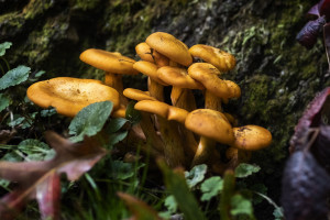 Mushroom 2